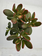 Sprout N Green Golden Jade with Green Stripe Pot, Live Crassula Ovata 'Hummel Sunset' Succulent, Rare Cute Plant, Home Office Décor