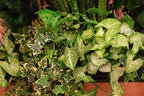 PureAir Living Collection – 3 Mixed Houseplants, Premium Indoor Houseplants, Grower’s Choice, Easy Care Greenery (3-Pack), Hand Selected, Low Light, Home Office Decor Plant Gift
