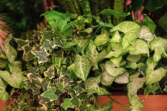 PureAir Living Collection – 3 Mixed Houseplants, Premium Indoor Houseplants, Grower’s Choice, Easy Care Greenery (3-Pack), Hand Selected, Low Light, Home Office Decor Plant Gift