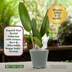 Better-Gro Cattleya Hybrid RLC. Goldenzelle 'Lemon Chiffon’, 4" Live Plant, Blooms in 6-12 Months with Proper Care, Yellow and Pink Lip, Fragrant, Hand-Selected by Master Growers