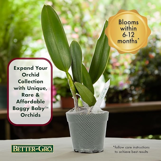 Better-Gro Cattleya Cariad's Mini Quinee 'Angel Kiss', 4" Live Plant, Blooms in 6-12 Months with Proper Care, White & Blue Petals with Blue Lip, Hand-Selected by Master Growers