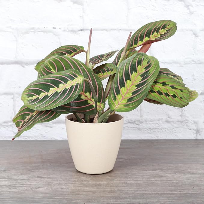 Thorsen's Greenhouse Red Prayer Plant, Live Indoor Plant, Pet Friendly, Popular Houseplant, Red Maranta, Easy to Grow, 4" Diameter Pot (Natural)
