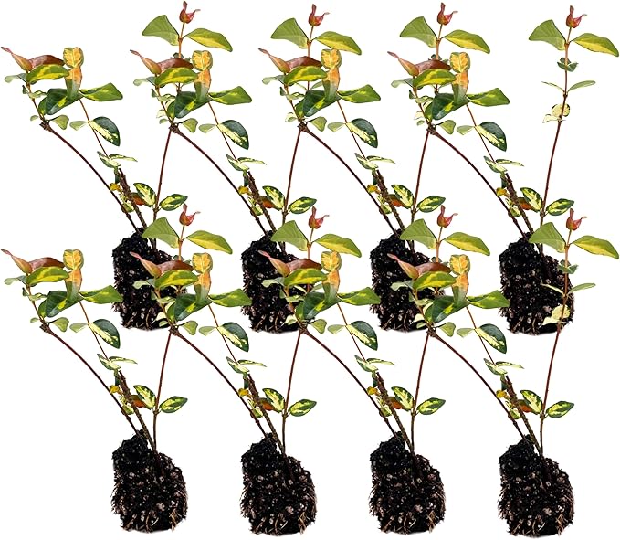 ragnaroc Jasmine Summer 2-6" (Jasminum officinale) 8ct - Live Plant for Indoor Outdoor Use, Garden & Landscaping - Live Arrival Guaranteed