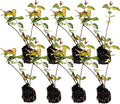 ragnaroc Jasmine Summer 2-6" (Jasminum officinale) 8ct - Live Plant for Indoor Outdoor Use, Garden & Landscaping - Live Arrival Guaranteed