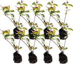 ragnaroc Jasmine Summer 2-6" (Jasminum officinale) 8ct - Live Plant for Indoor Outdoor Use, Garden & Landscaping - Live Arrival Guaranteed