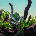 SubstrateSource Anubias Live Aquarium Plants - Potted Freshwater Plant for Fish Tanks, Terrariums - Beginner Friendly Low Light (Barteri Coffeefolia, 1 Pot)