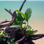 SubstrateSource Anubias Live Aquarium Plants - Potted Freshwater Plant for Fish Tanks, Terrariums - Beginner Friendly Low Light (Heterophylla, 1 Pot)