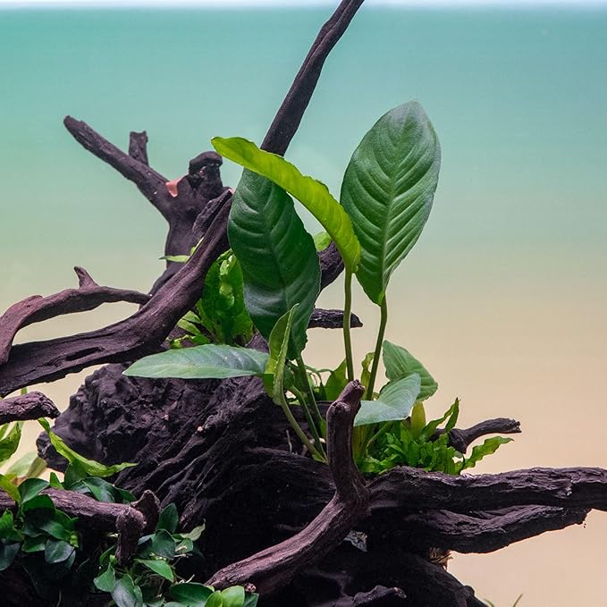 SubstrateSource Anubias Live Aquarium Plants - Potted Freshwater Plant for Fish Tanks, Terrariums - Beginner Friendly Low Light (Heterophylla, 1 Pot)