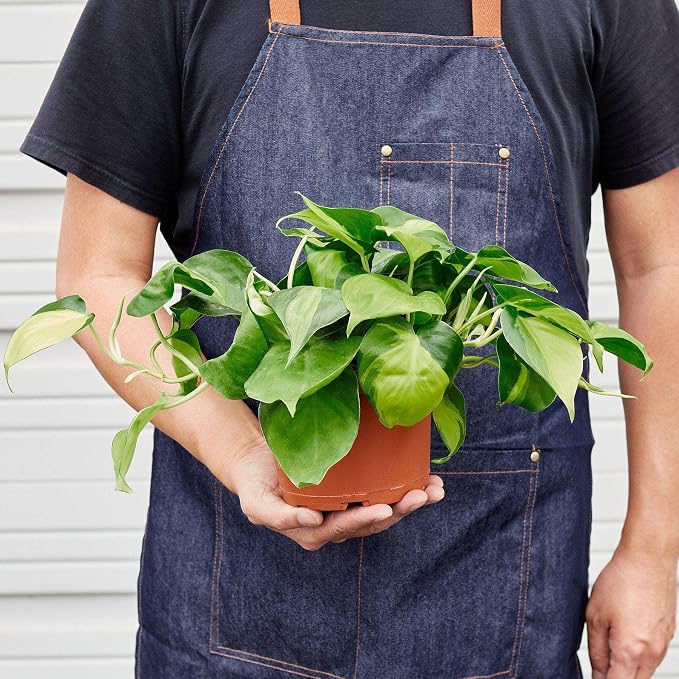 Philodendron Hederaceum Brasil Live Plant for Indoor | Different Houseplants in 4'' & 6'' Pot | Real House Plant for Living Room, Office, Desk & Bathroom | Cordatum