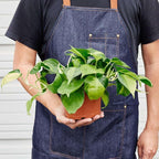 Philodendron Hederaceum Brasil Live Plant for Indoor | Different Houseplants in 4'' & 6'' Pot | Real House Plant for Living Room, Office, Desk & Bathroom | Cordatum