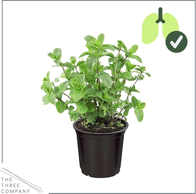 Live Aromatic and Edible Herb - Mint (4 Per Pack), Naturally Improves Breathing and Air Quality, 8" Tall by 4" Wide