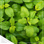 Live Aromatic and Edible Herb - Lemon Balm (4 Per Pack), Naturally Reduces Stress and Improves Air Quality, 8" Tall by 4" Wide
