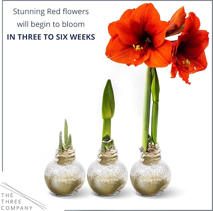 Snow Flecked Waxed Amaryllis Bulb 2-Pack – Gold Wax with Red Blooms – Live Holiday Gift Plant, Easy Care, No Watering Needed