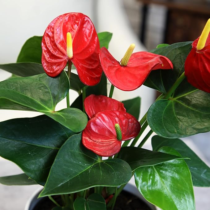 Altman Plants Red Anthurium Live Plant Decor in 6 Inch White Plastic Plant Pot, Easy to Grow Desk Plant, Easy Plant Gift, Decorative Indoor Plant, Live Anthuriums Live Plants Grown in Potting Soil Mix