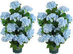Faux Hydrangea Tree 30" Tall (2 Pack), Artificial Hydrangea Plant in Pot with Blue Flowers, Realistic Hydrangea Tree for Indoor Outdoor Porch, Patio, Home Decor