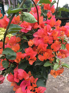 2 Bougainvillea Live Plants, Tropical Bougainvillea Flowering Vine, Fast Growing Outdoor and Container Plant, 4-8'' Tall (Orange Blooms)