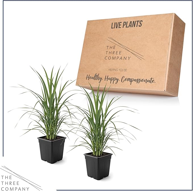 Live Ornamental Pampas Grass (Cortaderia selloana) - Assorted Pink and White (2 Pack) - Perennial Accent Plant - 10" Tall by 5" Wide in 1.5 Qt Pot