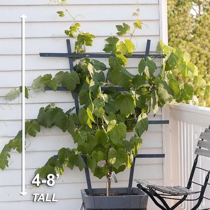 Garden State Bulb Concord Seedless Grape, Bare Root, Non-GMO, Spring Planting (Bag of 1)