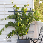 Garden State Bulb Concord Seedless Grape, Bare Root, Non-GMO, Spring Planting (Bag of 2)