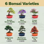 HOME GROWN Bonsai Tree Kit – 6 Heirloom Varieties with Unique Pots – DIY Bonsai Starter Kit for Adults & Beginners – Christmas Gift for Men Women Gardeners Plant Lovers – Indoor Growing Kit
