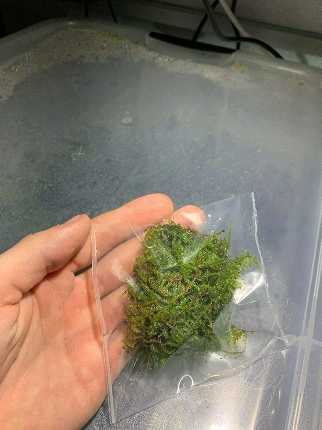5 Portions Willow Moss Christmas Moss Live Aquarium Plant Freshwater