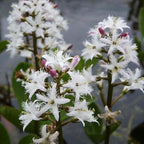 Bog Bean, a Great Live Pond Plant for Your Water Garden. Filters The koi and Goldfish Pond. Good for Bogs, Plant Shelf or Shallow Water This marginal Aquatic is a Real Beauty