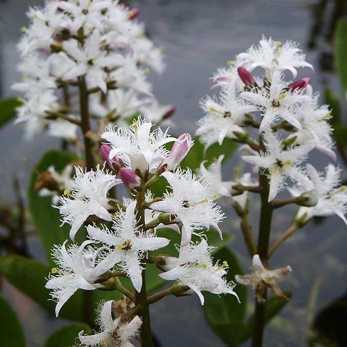 Bog Bean, a Great Live Pond Plant for Your Water Garden. Filters The koi and Goldfish Pond. Good for Bogs, Plant Shelf or Shallow Water This marginal Aquatic is a Real Beauty