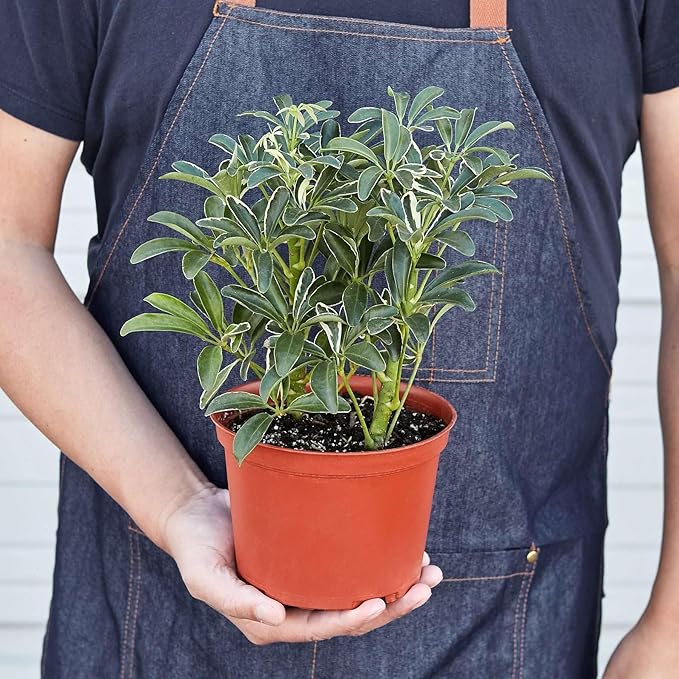 Schefflera Moonlight Live Plant for Indoor | Different Houseplants in 4'' & 6'' Pot | Real House Plant for Living Room, Office, Desk & Bathroom | Dwarf Umbrella Tree