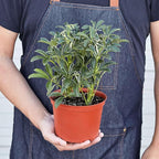 Schefflera Moonlight Live Plant for Indoor | Different Houseplants in 4'' & 6'' Pot | Real House Plant for Living Room, Office, Desk & Bathroom | Dwarf Umbrella Tree