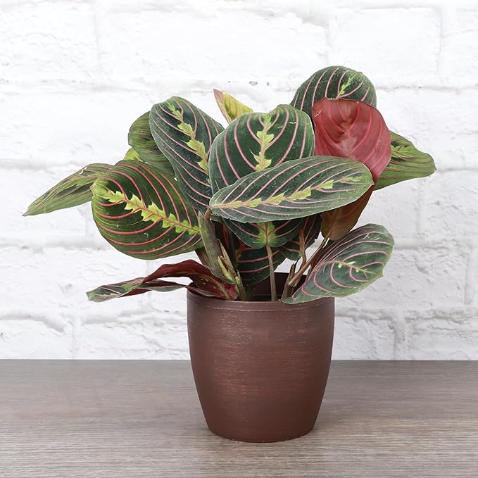Thorsen's Greenhouse Red Prayer Plant, Live Indoor Plant, Pet Friendly, Popular Houseplant, Red Maranta, Easy to Grow, 4" Diameter Pot (Copper)