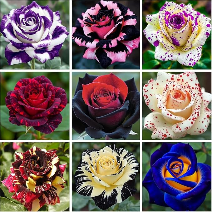 300+ Mixed Rare Rose Seeds for Planting Flower Bush Perennial Shrub Hybrid Rose Non-GMO Heirloom Flower Garden Home