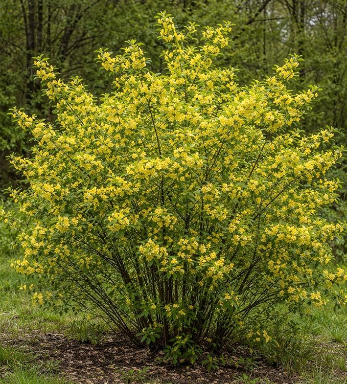 Spicebush (Lindera Benzoin) Live Shrubs for Planting | Native Fragrant Plant with Bright Red Berries | Pollinator-Friendly Garden Favorite (5 Plants)