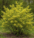 Spicebush (Lindera Benzoin) Live Shrubs for Planting | Native Fragrant Plant with Bright Red Berries | Pollinator-Friendly Garden Favorite (2 Plants)