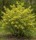 Spicebush (Lindera Benzoin) Live Shrubs for Planting | Native Fragrant Plant with Bright Red Berries | Pollinator-Friendly Garden Favorite (2 Plants)