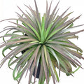 Mangave 'Bad Hair Day' (1.5" Plug) - Live Succulent Plant, Agave Like Rosette, Low Maintenance Indoor Outdoor Plant for Home Garden Decor, Beginner-Friendly Live Plants