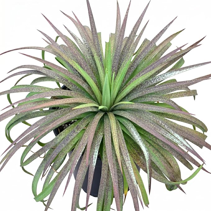 Mangave 'Bad Hair Day' (1.5" Plug) - Live Succulent Plant, Agave Like Rosette, Low Maintenance Indoor Outdoor Plant for Home Garden Decor, Beginner-Friendly Live Plants