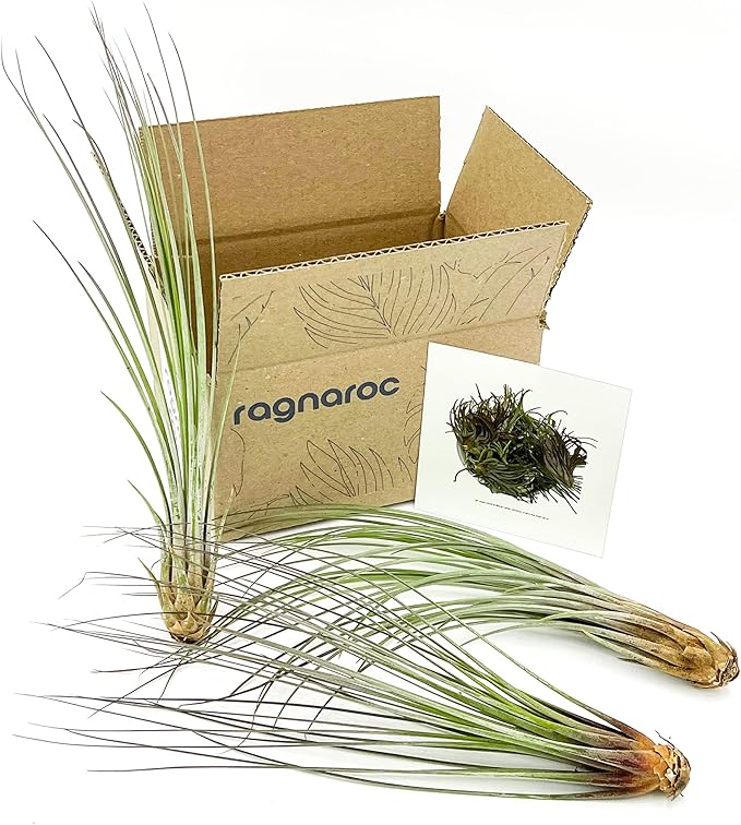 ragnaroc Air Plants - Tillandsia Juncea, Jumbo 8-12" - 3ct - Live Arrival Guaranteed - House Plants for Home Decor & Gift