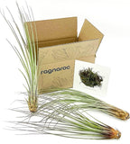 ragnaroc Air Plants - Tillandsia Juncea, Jumbo 8-12" - 3ct - Live Arrival Guaranteed - House Plants for Home Decor & Gift