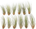 12 Pack of Large Juncea Air Plants 8 to 10 Inches - Live Succulent House Plants - Available in Wholesale and Bulk - Home and Garden Decor - Easy Care Indoor & Outdoor Air Plant