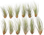 12 Pack of Large Juncea Air Plants 8 to 10 Inches - Live Succulent House Plants - Available in Wholesale and Bulk - Home and Garden Decor - Easy Care Indoor & Outdoor Air Plant
