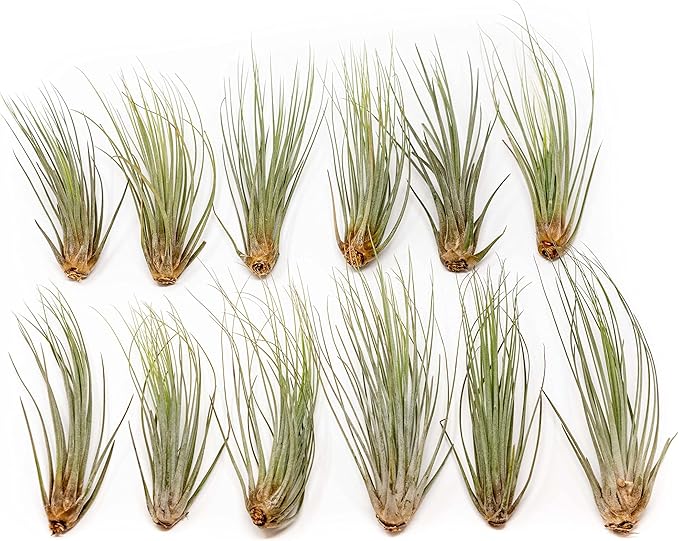 12 Pack of Large Juncea Air Plants 8 to 10 Inches - Live Succulent House Plants - Available in Wholesale and Bulk - Home and Garden Decor - Easy Care Indoor & Outdoor Air Plant