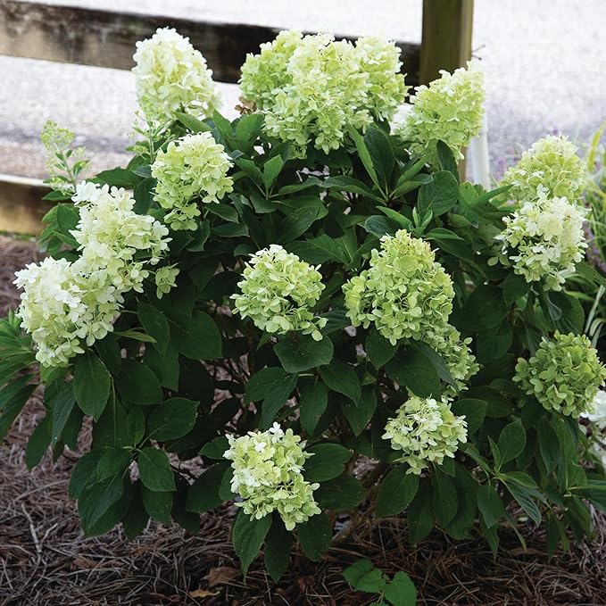 2 Gallon Southern Living Hydrangea White Wedding Shrub