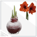 Snow Flecked Waxed Amaryllis Bulb 3-Pack – Red Wax with Red Blooms – Live Holiday Gift Plant, Easy Care, No Watering Needed