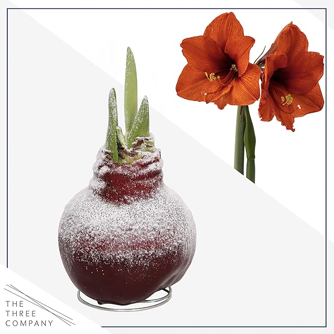 Snow Flecked Waxed Amaryllis Bulb - Valentines Red (2 Plants Per Pack), Easy Care - No Watering Needed! Beautiful Live Decor (Pack of 2)