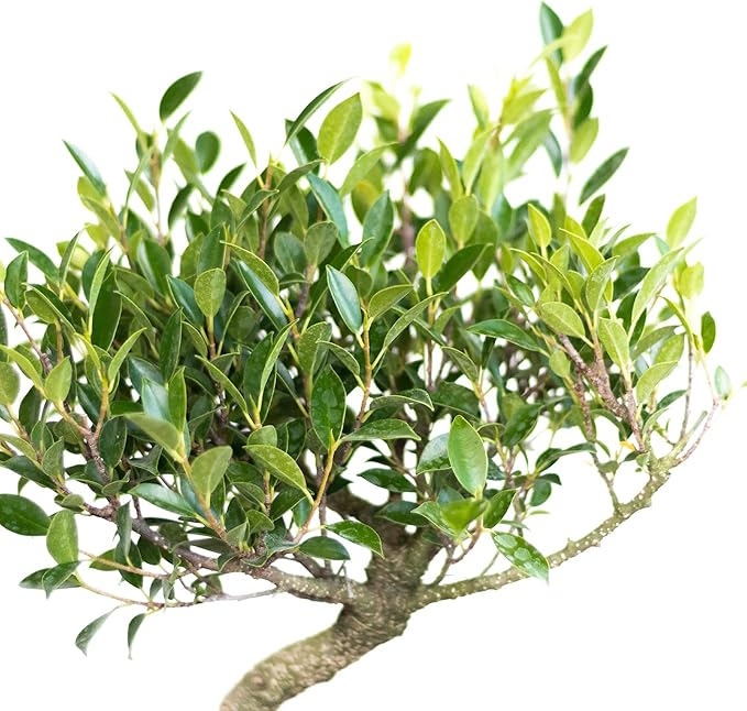 United Nursery Ficus Retusa Bonsai Tree Live Indoor Banyan Fig 8-12 inches Tall in 6 inch Plant Pot, Easy-Care House Plant Air Purifying Tropical Greenery for Zen, Office, and Home Decor