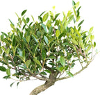 United Nursery Ficus Retusa Bonsai Tree Live Indoor Banyan Fig 8-12 inches Tall in 6 inch Plant Pot, Easy-Care House Plant Air Purifying Tropical Greenery for Zen, Office, and Home Decor