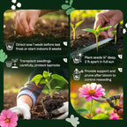 SVI 100 Mix Hollyhock Seeds (Alcea rosea) - Mallow, Common Hollyhock Seed Packets, Attracts Hummingbirds - Heirloom Flower Seeds for Outside & Inside, Meadows, Fences, Beds