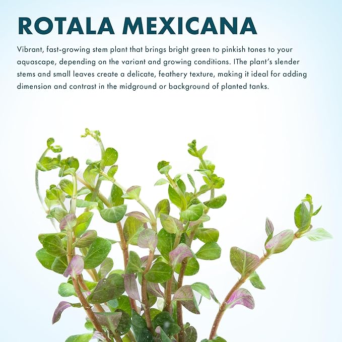 SubstrateSource Live Plant - Rotala Mexicana - Moderate Care, High Light, Bright Green Accent, Freshwater Aquatic Plant for Aquascaping - Lead Bunch