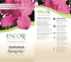 Encore Azalea 1 Gal. Autumn Sangria Azalea Shrub