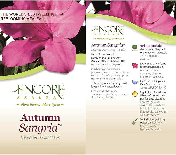 Encore Azalea 1 Gal. Autumn Sangria Azalea Shrub